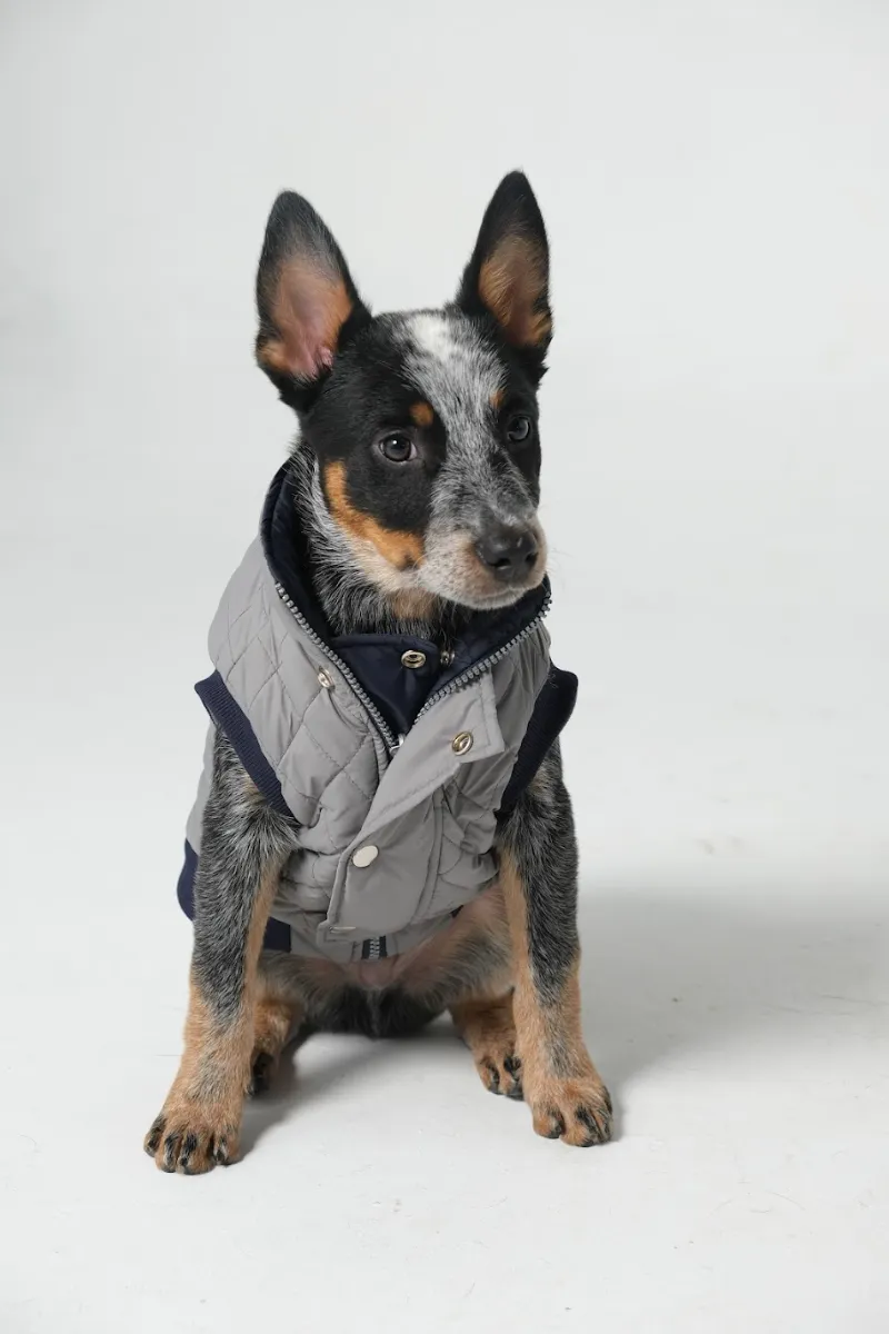 Dog Doble face Vest Navy/Grey